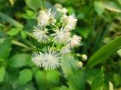 Thalictrum aquifolium alba