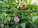 Crown Princess Margareta