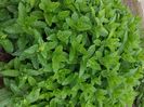 Menta Spearmint (Mentha spicata Spanish Spearmint)