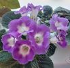 Sinningia Lucis Secret Name