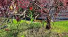 Spring time in Ottawa 4