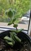 Crassula perforata