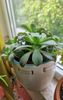 Aeonium Kiwi