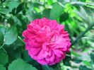 Rose de Rescht