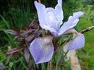 Mrs. Rowe (sibirica)