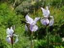Mrs. Rowe (sibirica)