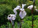 Mrs. Rowe (sibirica)