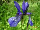 iris missouriensis