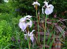 Mrs. Rowe (sibirica)