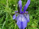 iris missouriensis