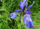 iris missouriensis