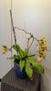 Paphiopedilum Pinocchio
