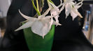 angraecum "Lady Lisa"x sesquipedale