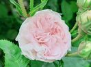 Felicite Parmentier