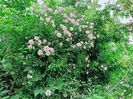 Pauls Himalayan Musk