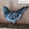 Mascul 24-016