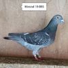 Mascul 18-085