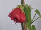 Abutilon  rosu(25-05-2025)