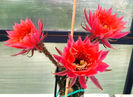 Echinopsis hb Ishtar