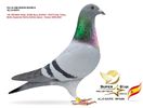 OECP4388