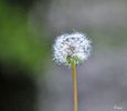 Fantasy 1a