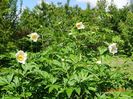 Early Windflower