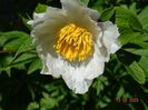 Early Windflower