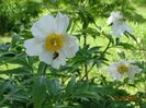 Early Windflower