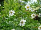 Early Windflower