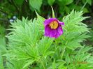 paeonia veitchi var. woodwardii