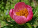 Roselette