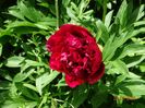 Rubra Plena