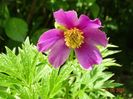 paeonia veitchi var. woodwardii