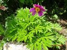 paeonia veitchi var. woodwardii