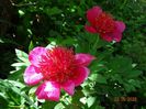 paeonia anemoniflora