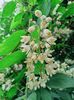 Deutzia