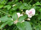 Pauls Himalayan Musk