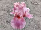 Okapi poppy