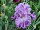 Lingering lilac