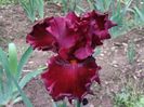 Royston rubies