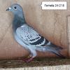 Femela 24-218