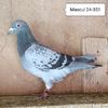 Mascul 24-351
