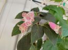 HCY s  Jardin de Monet (29-05-2025)