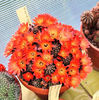 Rebutia pygmaea