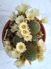 Rebutia cv Snow White