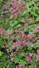Geranium de gradina