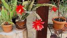 Abia acum s-au deschis...