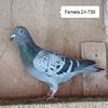 Femela 24-750
