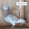 Mascul 24-747