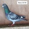 Mascul 20-700